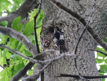 Great Spotted Woodpecker 豊平公園(札幌市) Tue, 6/15/2021