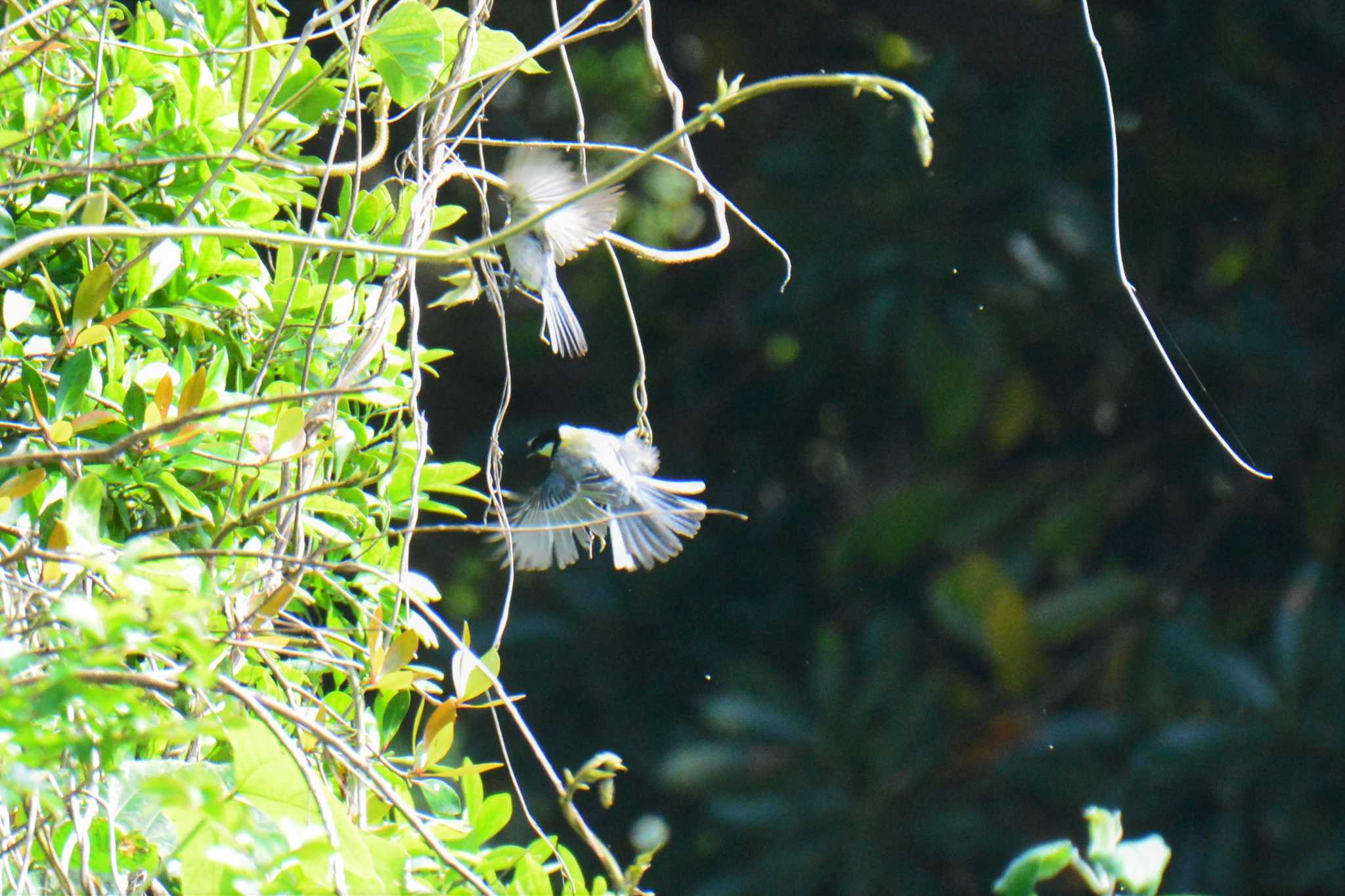 Japanese Tit