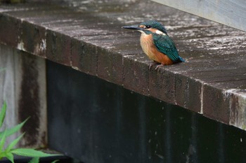 Sat, 6/5/2021 Birding report at 神代植物公園