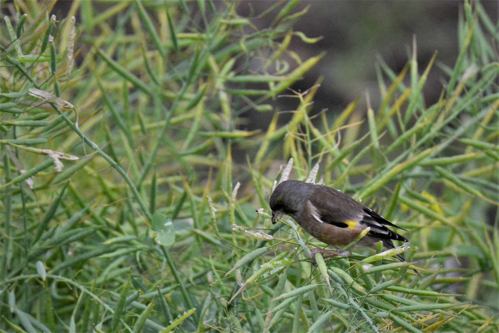 Grey-capped Greenfinch