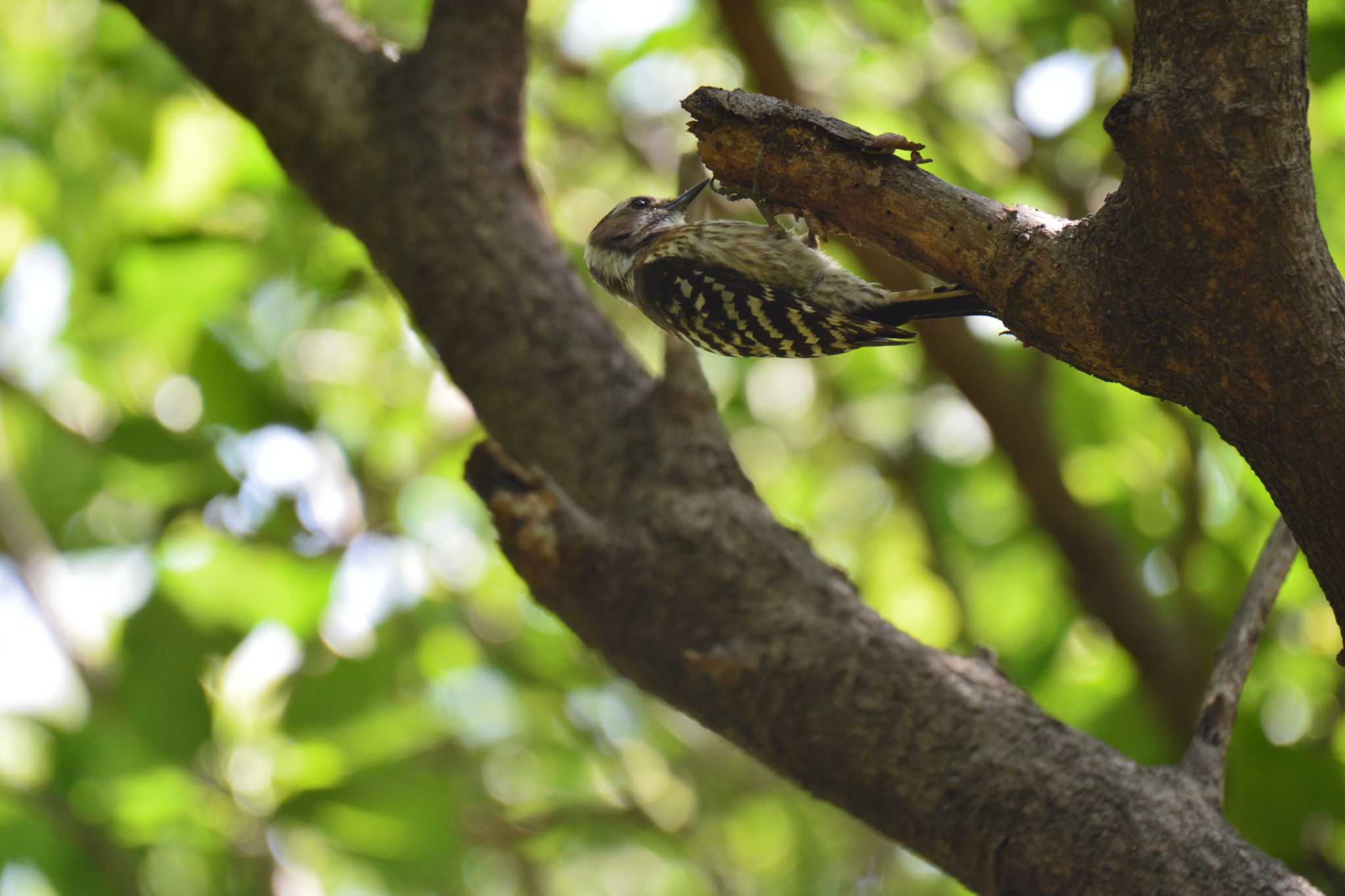 Japanese Pygmy Woodpecker