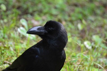 2021年6月1日(火) 神代植物公園の野鳥観察記録