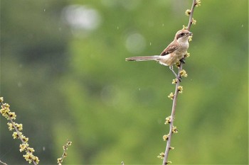 2021年6月14日(月) 神代植物公園の野鳥観察記録