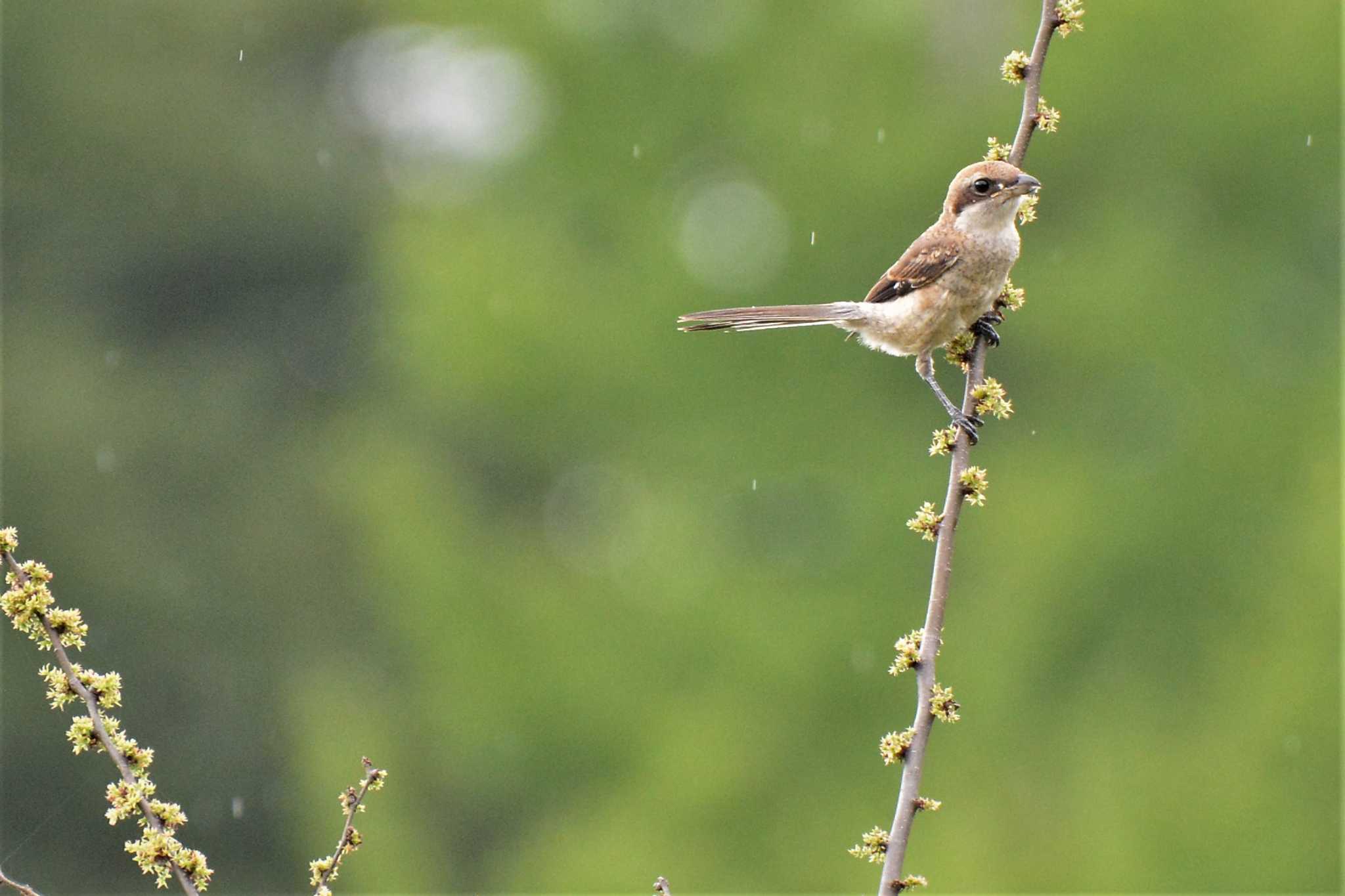 Photo of Bull-headed Shrike at 神代植物公園 by geto