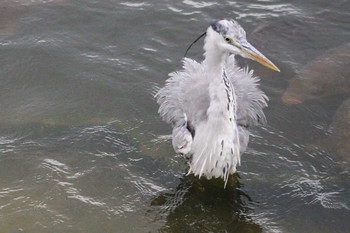 Grey Heron 大阪府 Sun, 6/13/2021