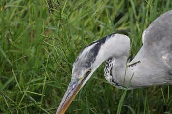 Grey Heron 大阪府 Sun, 6/13/2021