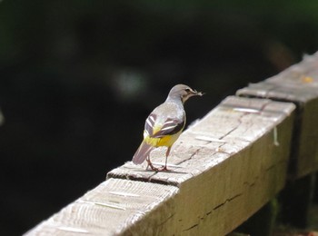 Grey Wagtail 奥日光(戦場ヶ原,湯滝) Fri, 6/11/2021