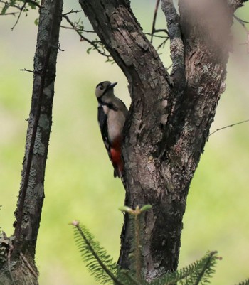 Great Spotted Woodpecker 奥日光(戦場ヶ原,湯滝) Fri, 6/11/2021