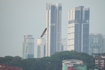 2021年6月13日(日) Sungei Buloh Wetland Reserveの野鳥観察記録