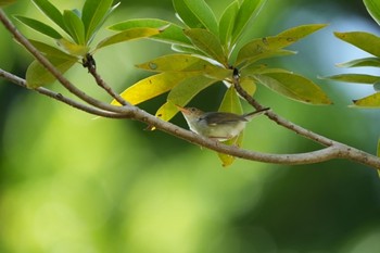 Sun, 6/13/2021 Birding report at Jurong Lake Gardens