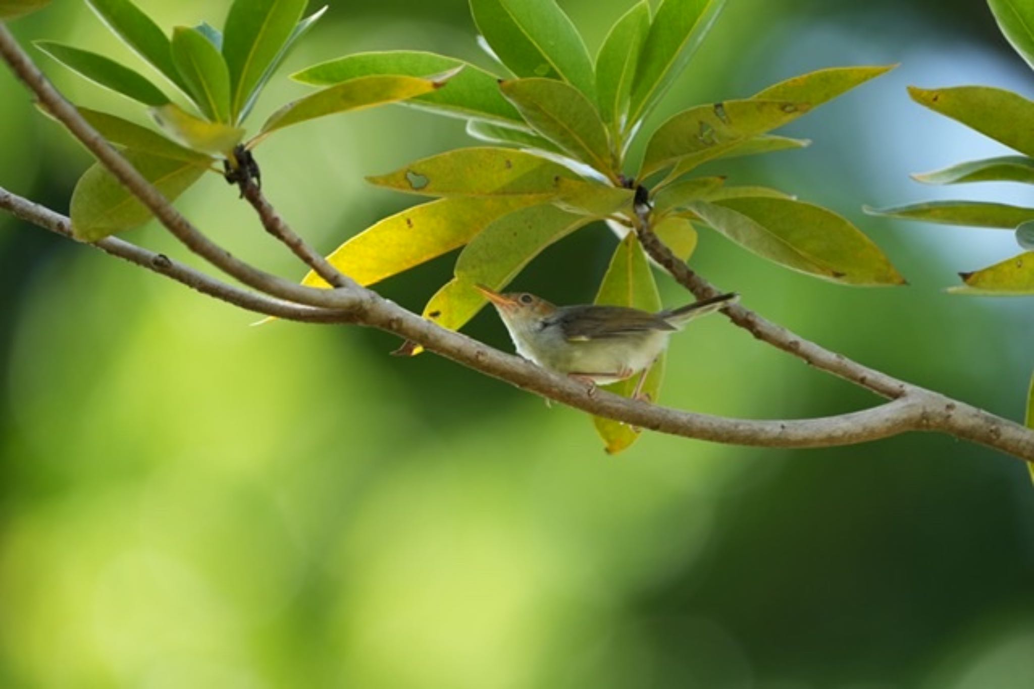 Jurong Lake Gardens アカガオサイホウチョウの写真 by T K