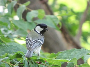 2021年6月15日(火) 近所の公園の野鳥観察記録