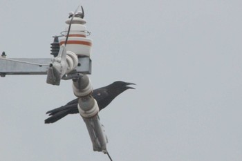 2021年6月14日(月) 愛知県知多市の野鳥観察記録