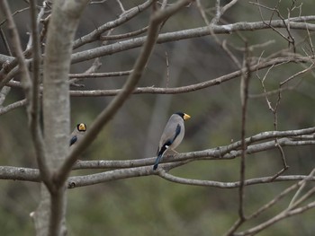 Japanese Grosbeak Unknown Spots Sat, 3/18/2017