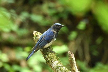 2021年6月7日(月) 八王子城跡の野鳥観察記録