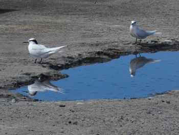 Black-naped Tern Yoron Island Sat, 6/12/2021