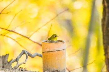 Warbling White-eye 南千里 Unknown Date