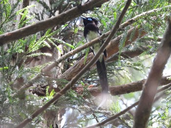 サンコウチョウ 太白山自然観察の森 2021年6月11日(金)