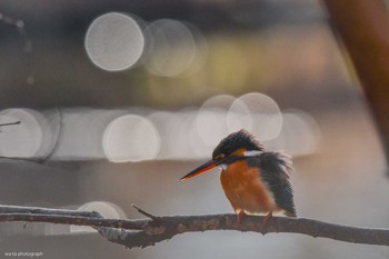 Common Kingfisher Nagai Botanical Garden Unknown Date