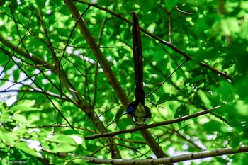 サンコウチョウ 近くの公園 撮影日未設定