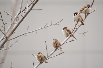 Eurasian Tree Sparrow 浅香 Mon, 1/20/2020