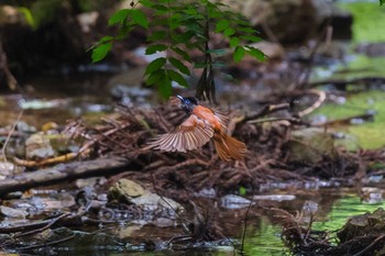 サンコウチョウ 東京都 2021年6月14日(月)