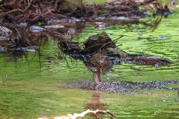 サンコウチョウ 東京都 2021年6月14日(月)