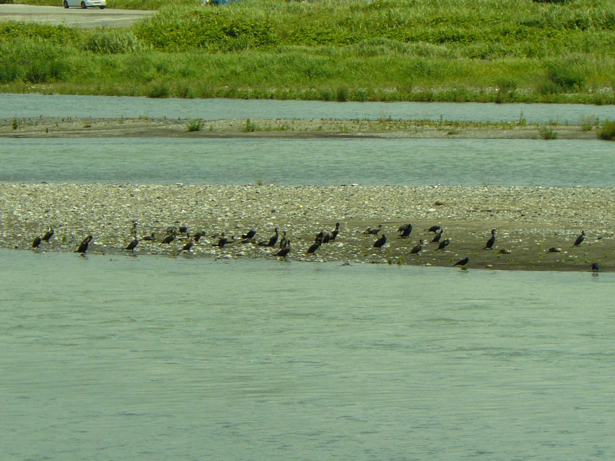 酒匂川河口 カワウの写真 by koshi