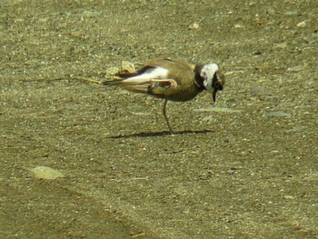 Sat, 6/5/2021 Birding report at 酒匂川河口