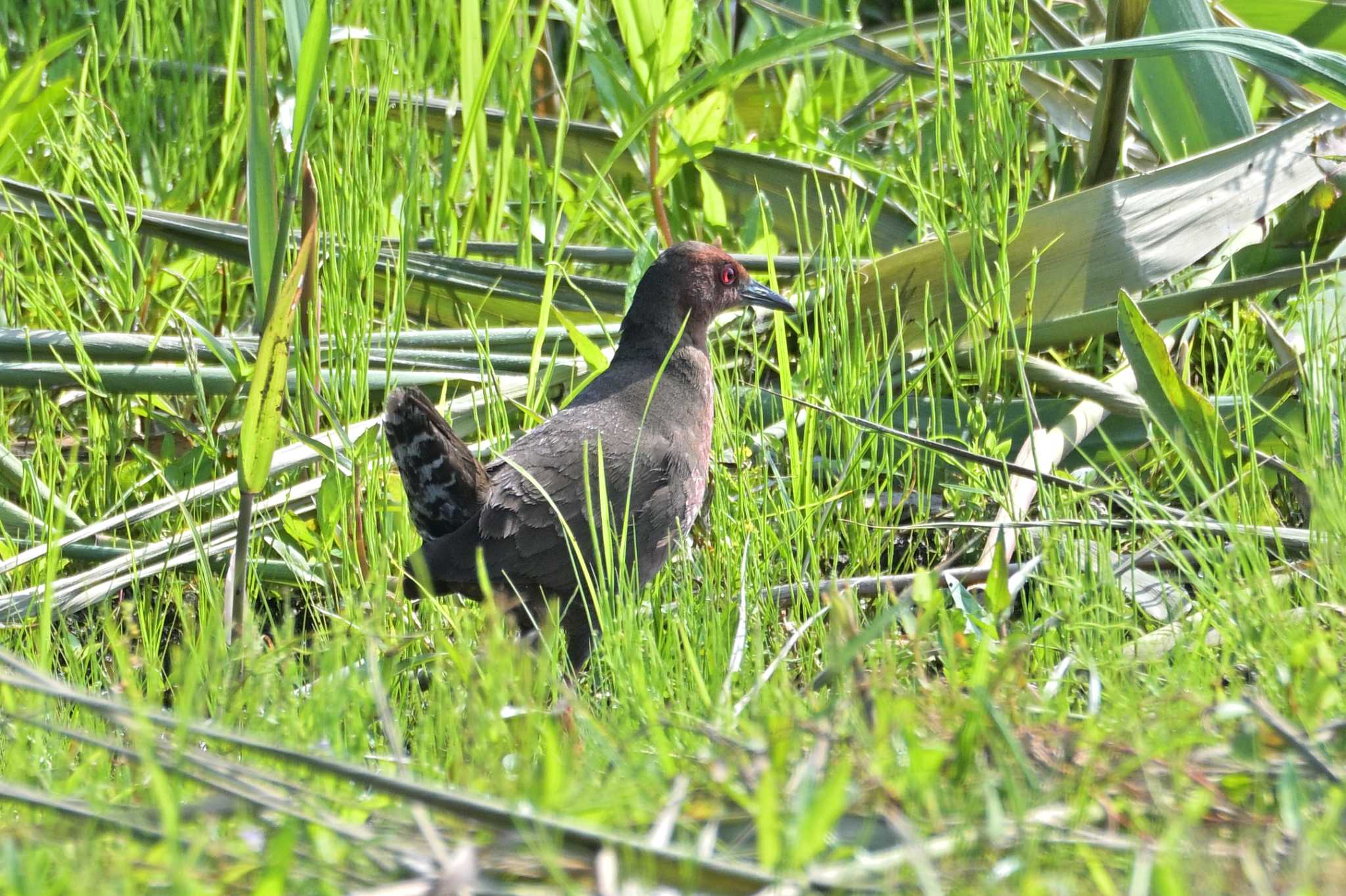 神奈川県平塚市 ヒクイナの写真 by Tosh@Bird