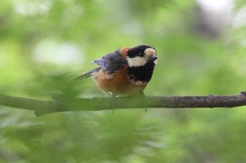 Varied Tit 相楽園 Sat, 5/15/2021