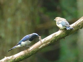 Blue-and-white Flycatcher 八王子城跡 Wed, 6/16/2021