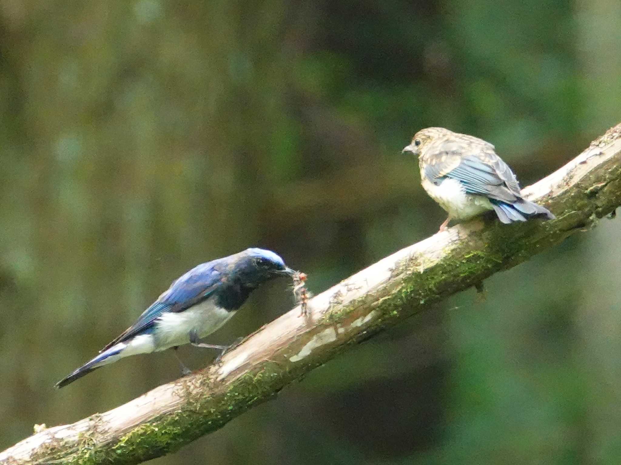 Photo of Blue-and-white Flycatcher at 八王子城跡 by ぴろり