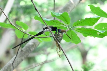 Black Paradise Flycatcher Unknown Spots Tue, 6/15/2021