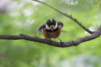 Varied Tit 相楽園 Sat, 5/15/2021