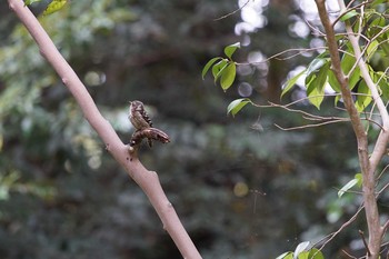 2021年6月16日(水) 松江城の野鳥観察記録