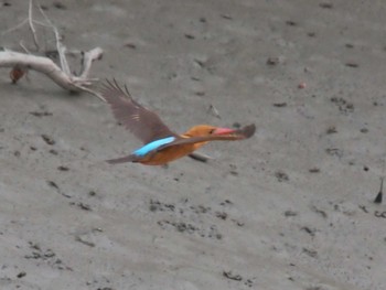 Brown-winged Kingfisher Havelock Island Sat, 11/17/2012