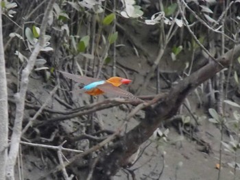 Brown-winged Kingfisher Havelock Island Sat, 11/17/2012