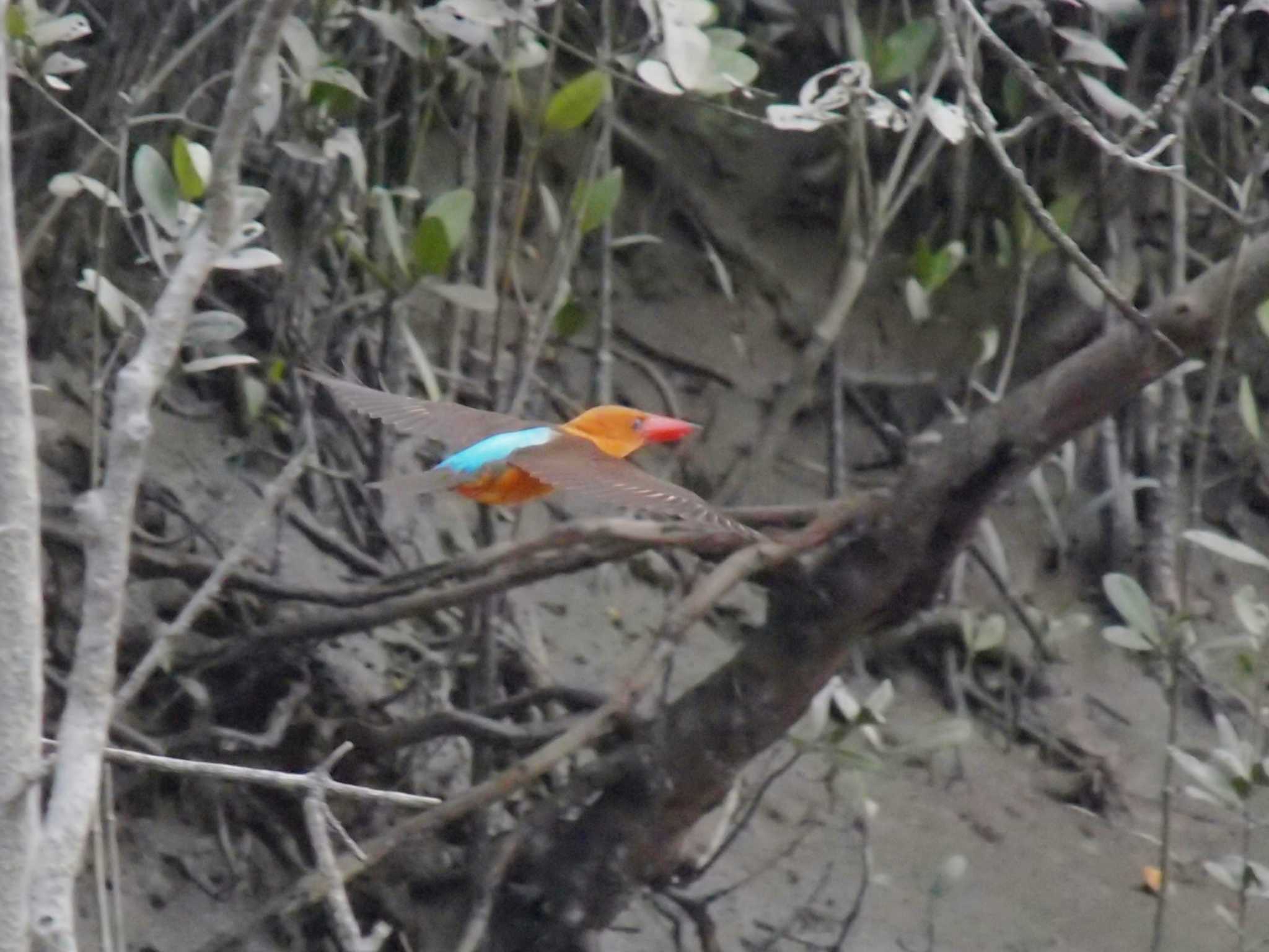 Sundarbans Tiger Camp #10 by Taxi's Bar