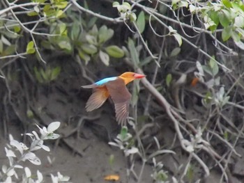 Brown-winged Kingfisher Havelock Island Sat, 11/17/2012