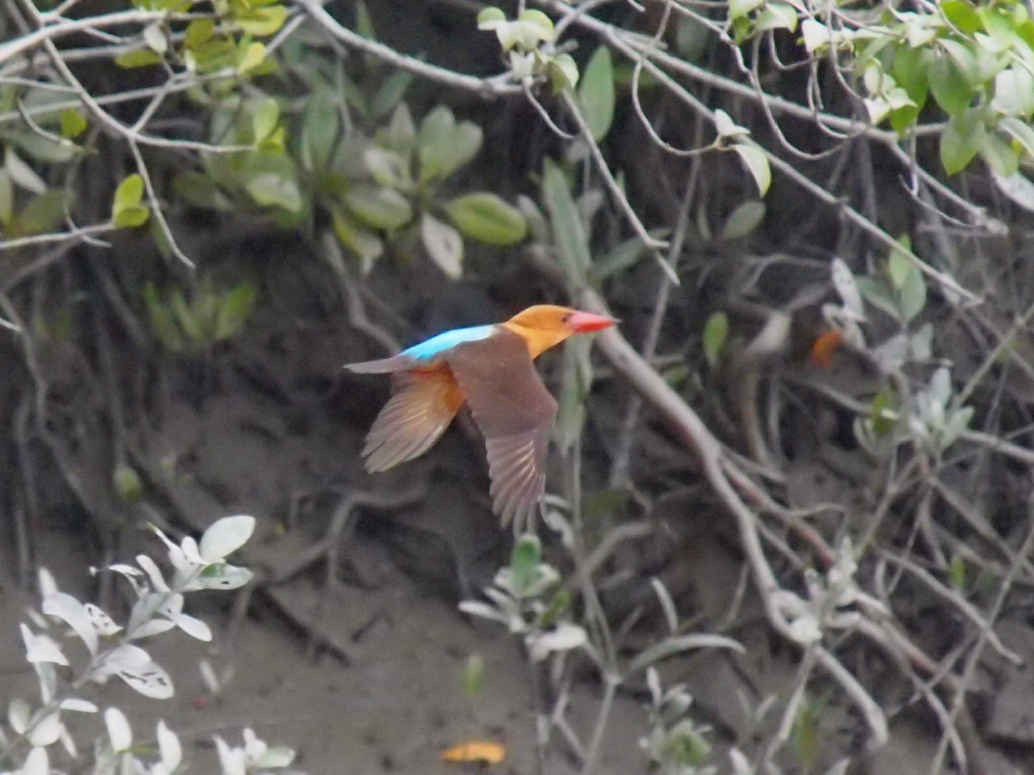 Sundarbans Tiger Camp #10 by Taxi's Bar