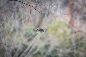 モズ 錦織公園 2017年3月19日(日)