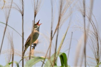 2021年5月30日(日) 大栗川(多摩川合流地点)の野鳥観察記録