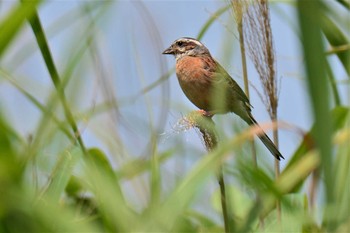 ホオジロ 大栗川(多摩川合流地点) 2021年5月30日(日)