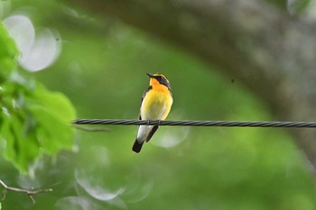 Narcissus Flycatcher 長倉神社 Wed, 6/16/2021