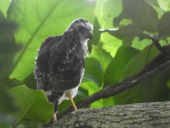 Japanese Sparrowhawk(iwasakii) Yoron Island Tue, 6/15/2021