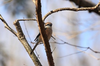 Bull-headed Shrike 金ヶ崎公園(明石市) Sat, 3/11/2017