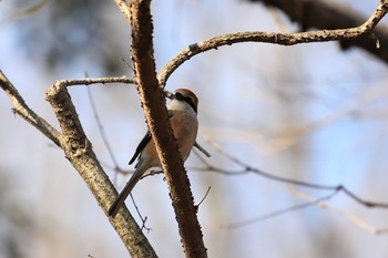 Bull-headed Shrike 金ヶ崎公園(明石市) Sat, 3/11/2017