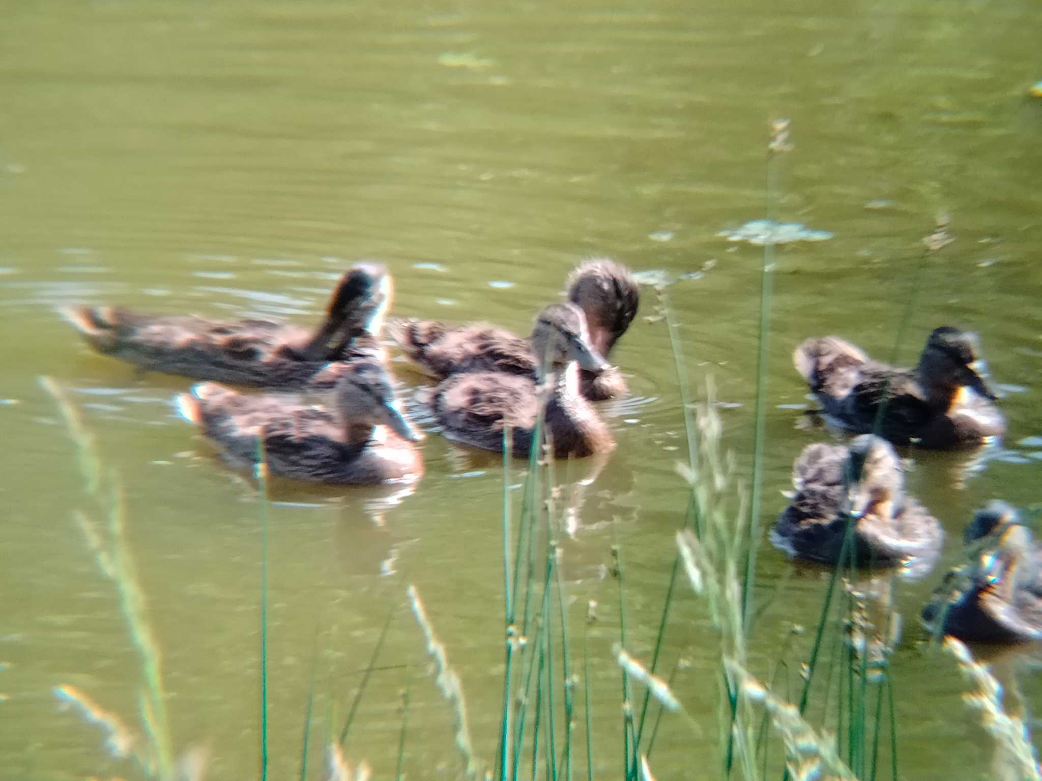 あいの里公園 マガモの写真 by 謎の音高生