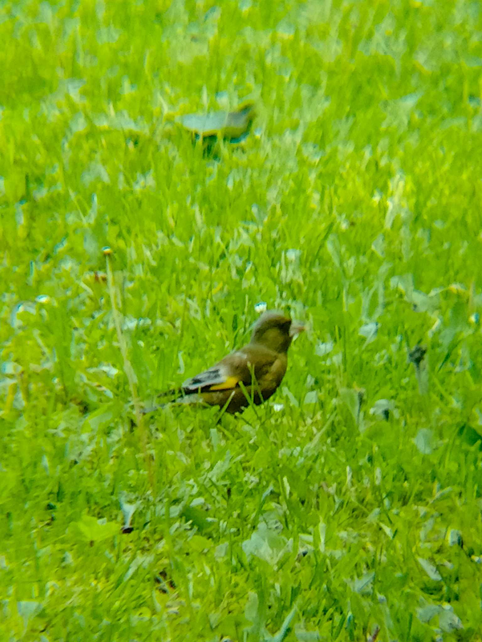 あいの里公園 カワラヒワの写真 by 謎の音高生